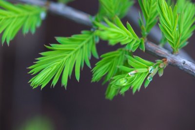 Taxodium distichum 'Cascade Falls' - tisovec dvouřadý - list